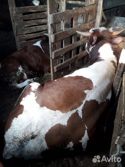 Бык Сементал