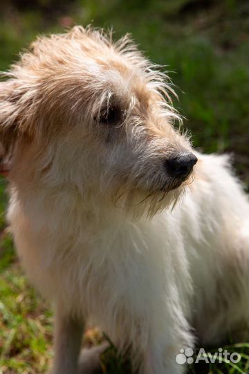 Манс, Мансуля, Мансур