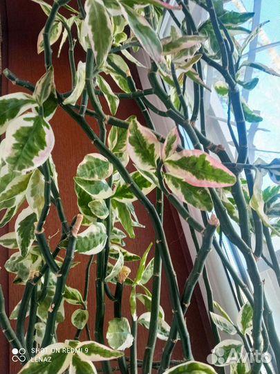 Педилантус