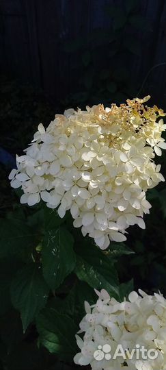 Гортензия метельчатая