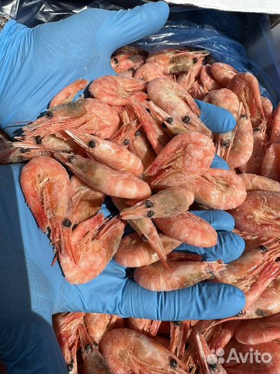 Креветка северная