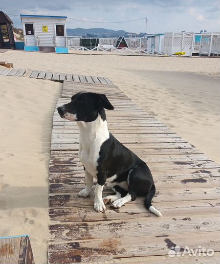 В добрые руки