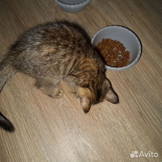 Отдам в добрые руки