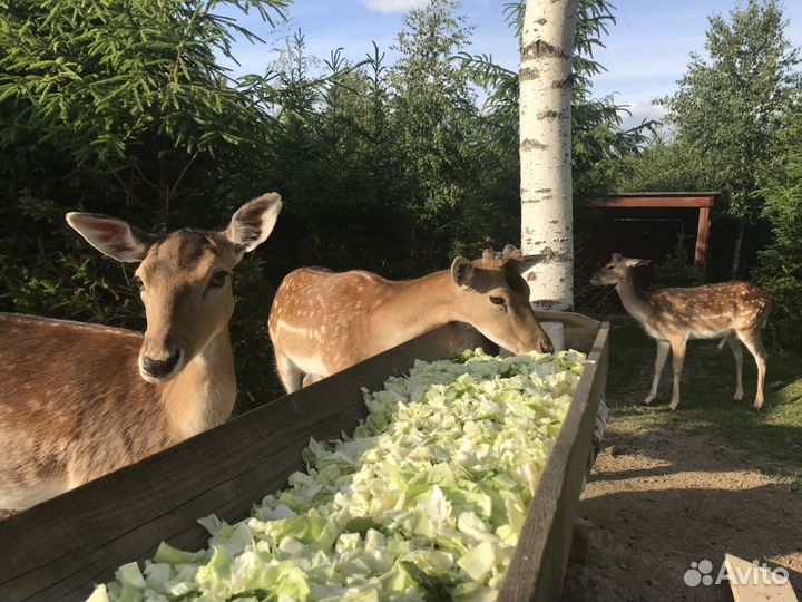 Европейская лань