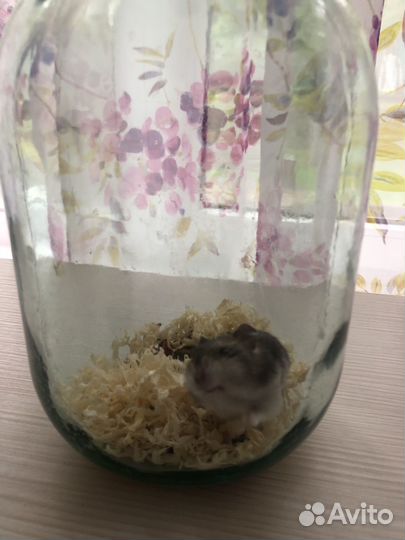 Джунгарский хомяк