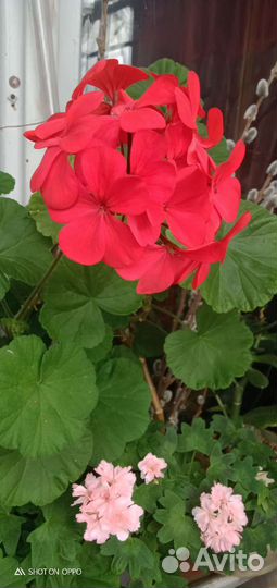 Пеларгония герань