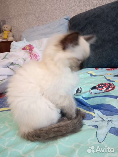 Котенок мальчик