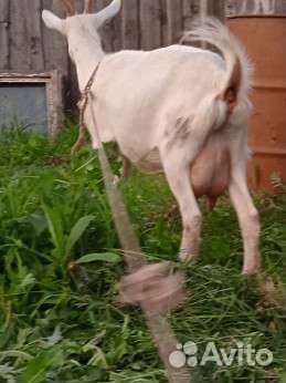 Зааненская дойная коза