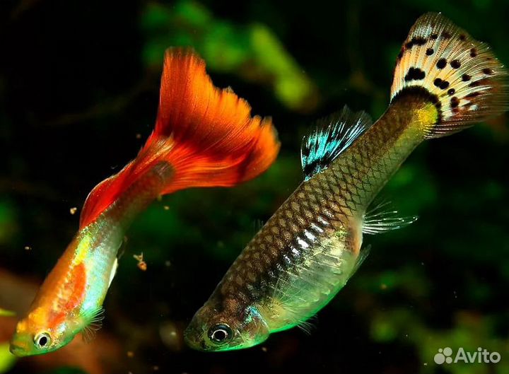 Гуппи мальки