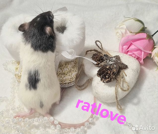 Крысята малышки девочки