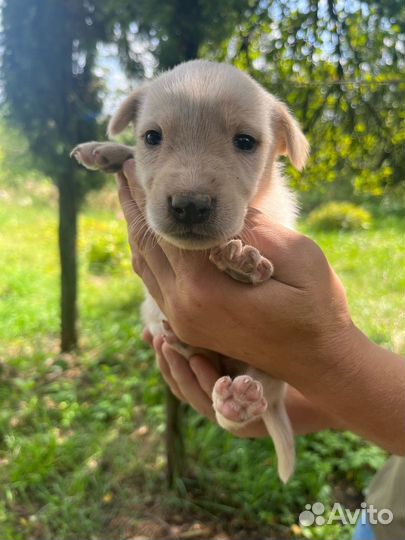 Щенки в добрые руки