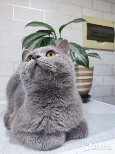 Британский кот на вязку