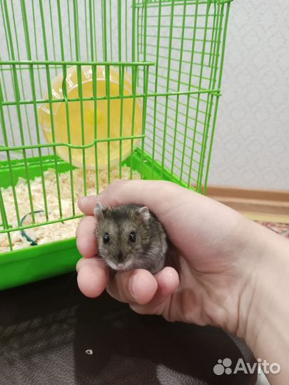 Джунгарский хомяк