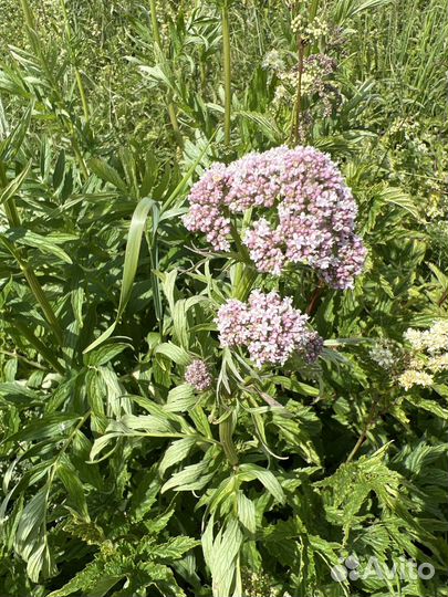 Лекарственные травы. фитотерапия. фитосборы