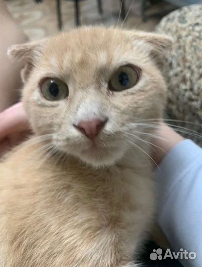 Вислоухий кот