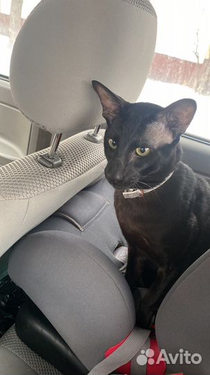 Ориентальный кот вязка