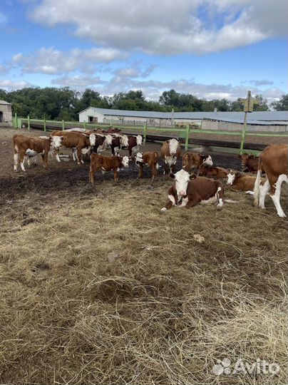 Бычки и быки