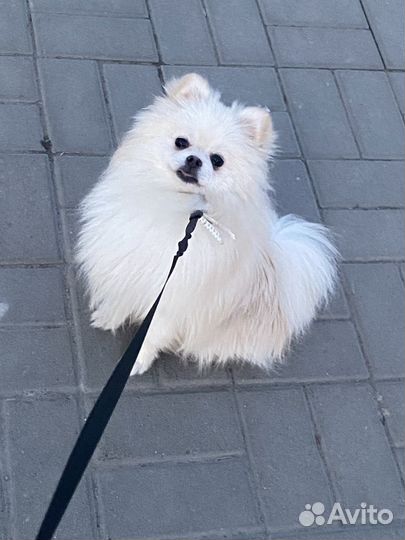 Шпиц белый вязка