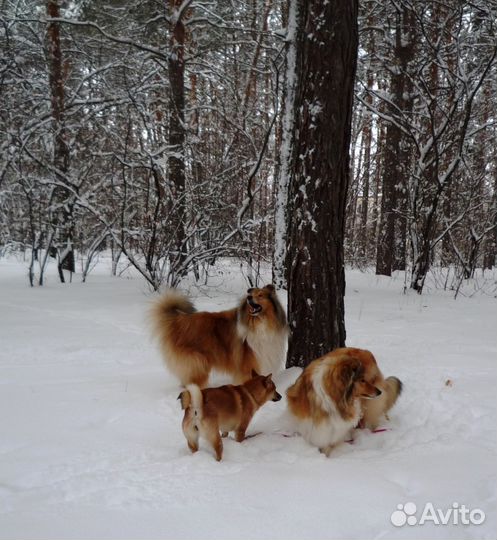 Гостиница для собак