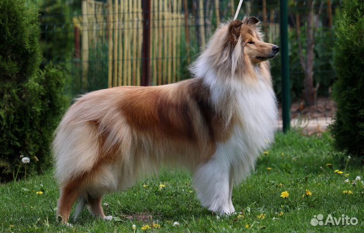 Девочка колли