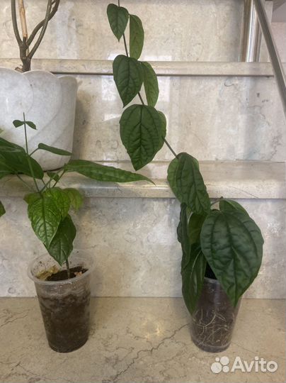 Клеродендрум томпсон