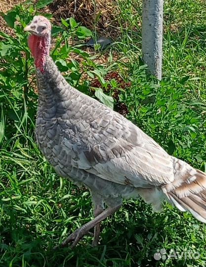 Продам индюшат