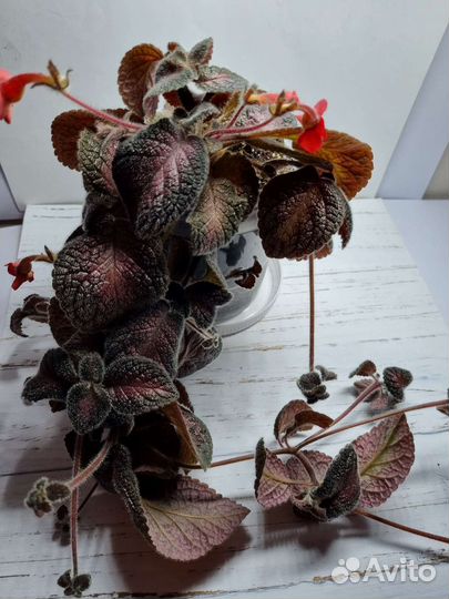 Комнатные цветы