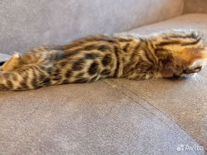 Бенгальские котята