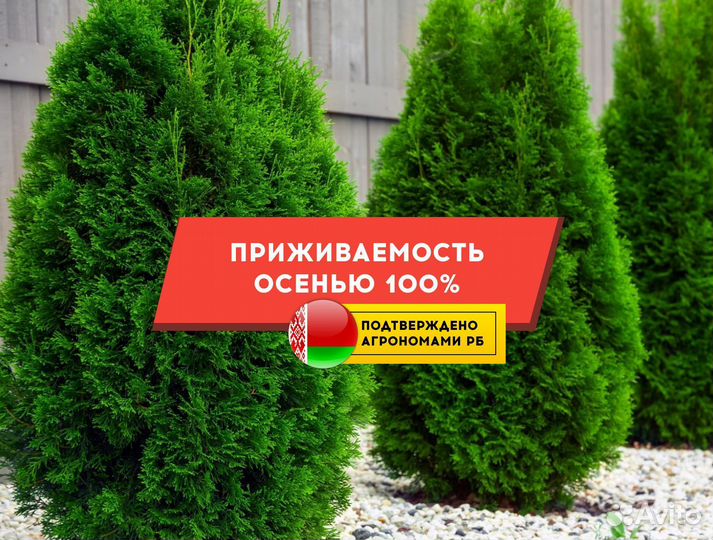 Туя Смарагд 1,8-2 м