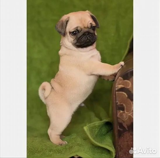 Мопсы щенки девочки