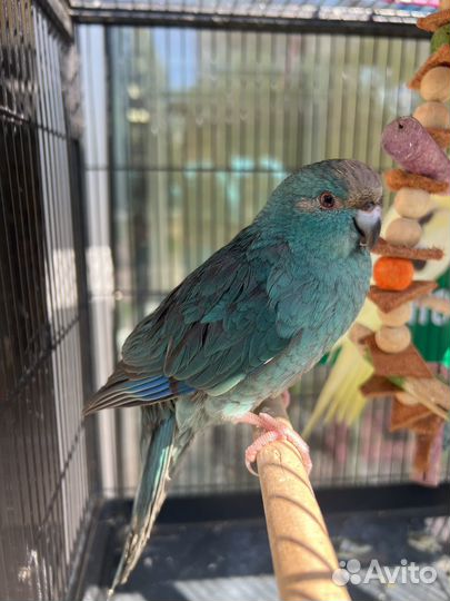 Какарики синие