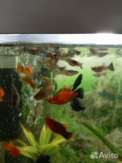Рыбки гуппи