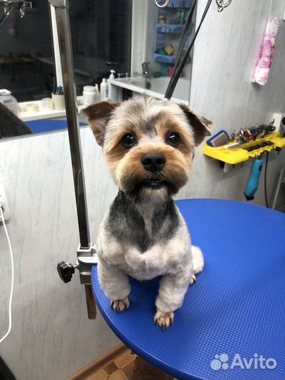 Стрижка собак