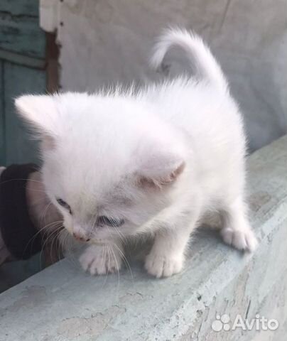 Белый котенок с голубыми глазами в добрые руки объявление продам