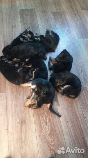 Немецкая овчарка