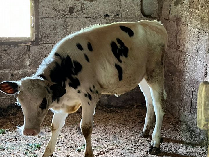 Домашние животные