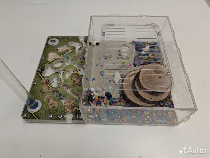 Муравьиная ферма с муравьями