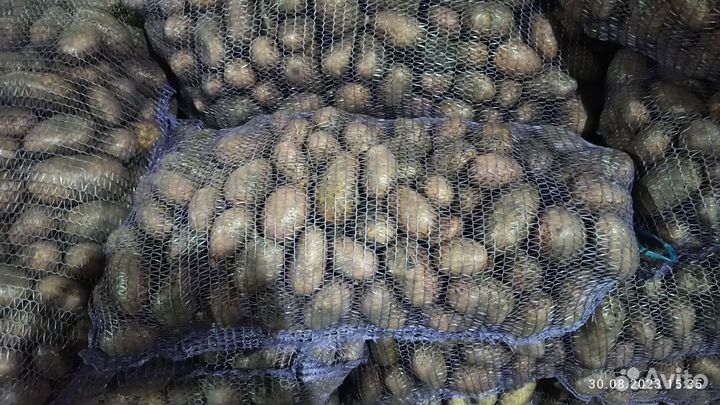 Продам картофель оптом