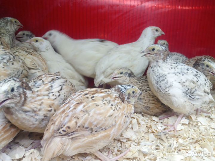 Перепела Техас и феникс золото