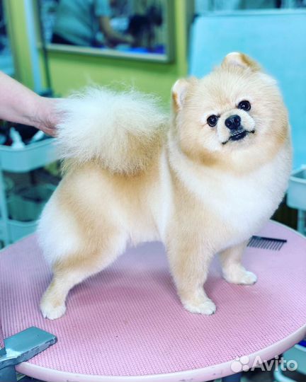 Стрижка собак и кошек в Москве