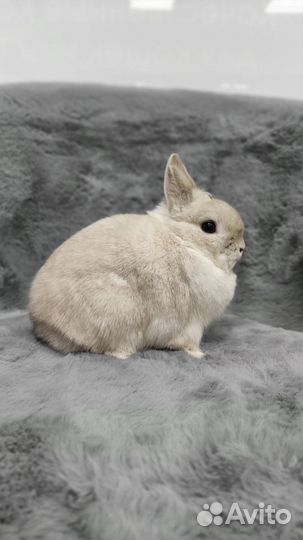 Карликовый минор с родословной