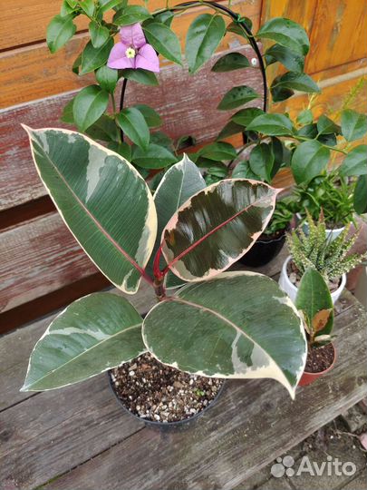 Фикус эластика 'Тинеке'