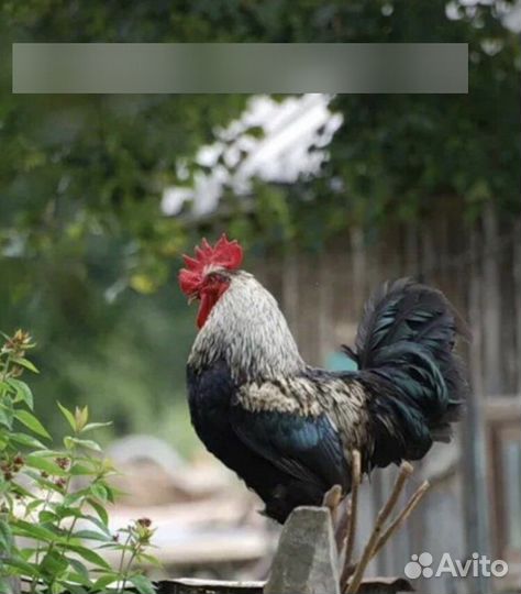 Петухи