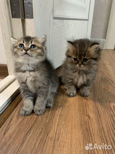 Шотландские котята