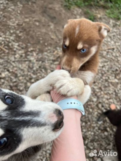 Лайка с хаской помесь