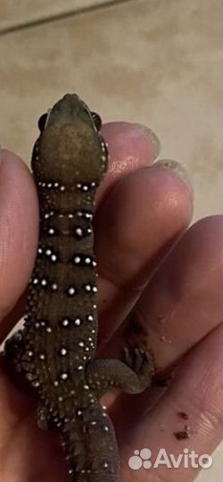 Триедурусы Полупалый геккон