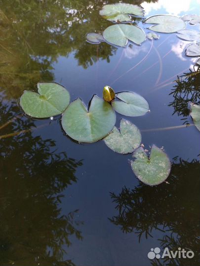 Нимфея белая