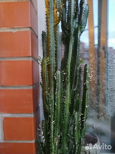 Кактус Молочай