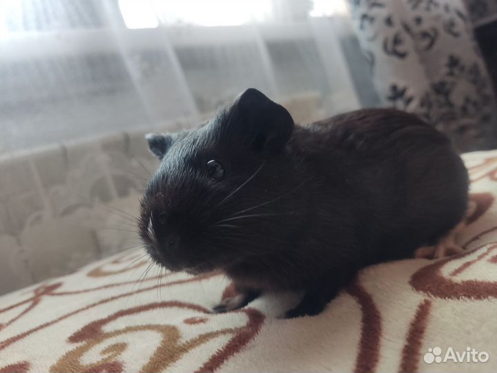 Морская свинка