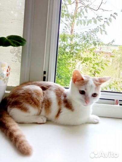 Ласковый снежок ищет добрых и любящих хозяев